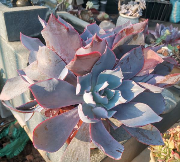 沒養過多肉界“三仙子”，怎知多肉也能飄逸靈動？這個秋季別錯過