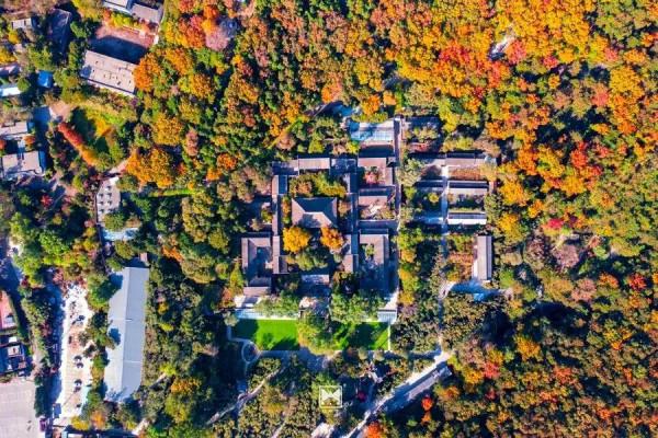 紅螺寺秋日的邀約——千年銀杏進入最佳觀賞期 紅螺寺秋日的邀約——千年銀杏進入最佳觀賞期