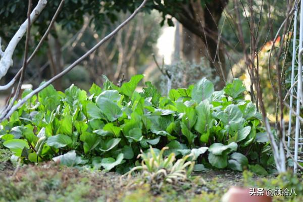 萬物起始，立春暖陽下，等待花園甦醒 &vert; 園丁