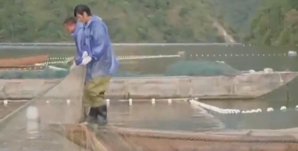 2009年老闆投入6000萬尾魚苗，魚集體失蹤，4年後靠魚年收3000萬