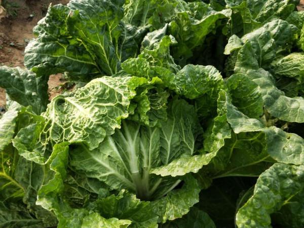 白菜發生軟腐病，爛葉爛心產量低，記住3種藥劑，效果好
