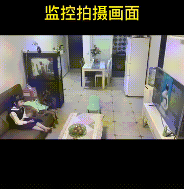 狗狗智商排行，哈士奇排行也很靠前