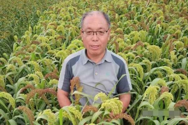 雜交水稻之父是袁隆平,雜交穀子之父是誰?他把谷產量提升了一倍 雜交水稻之父是袁隆平,雜交穀子之父是誰?他把谷產量提升了一倍