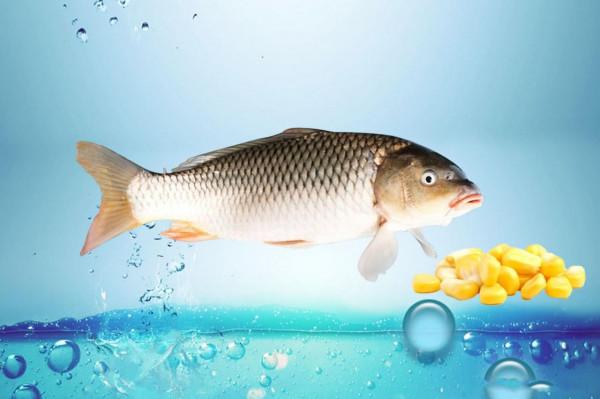 釣魚不看風，容易釣個空，刮什麼風好釣魚？知道三點三條就行了