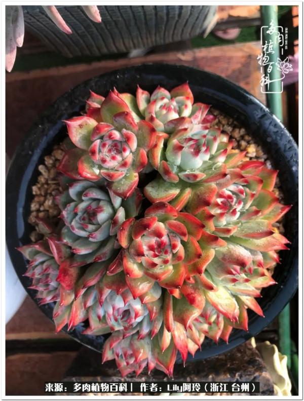 多肉是一個人的狂歡，小城多肉花壇準備出道啦