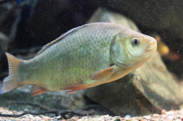 以前隨處都可見的“土鯽”，到底去哪了？還會不會回來？