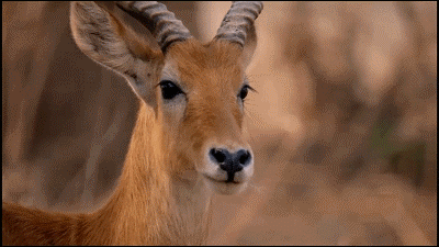這隻花豹是啃老反面教材！正能量教育意義
