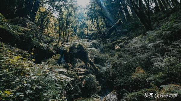 中國臺灣省：霧氣籠罩的太平山國家森林遊樂區