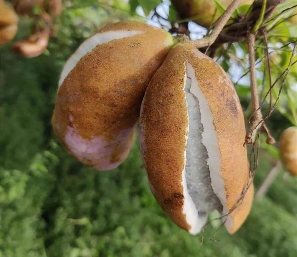 農村什麼最好吃？當然是野味，小時候喜歡的這些野味，已逐漸消失