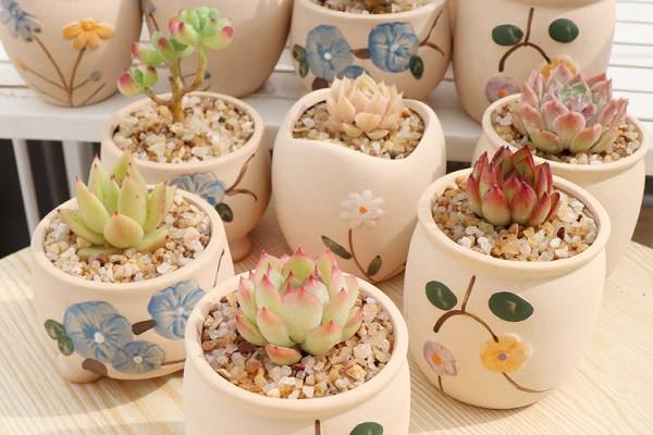 多肉生出“小鬍鬚”，是在“求救”？6點原因，其中2點要換盆