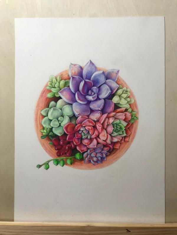 多肉植物彩鉛畫全過程（1-2）