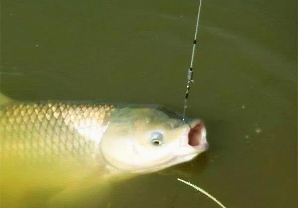 雙鉛單線一通鉤，野外釣大魚，既能過濾小魚鬧窩，靈敏度還很高