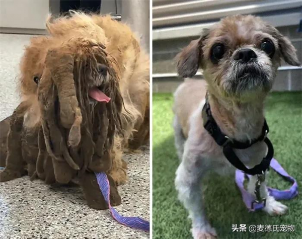 撿到一個小怪獸，脫掉6斤“外套”後，才發現它原本可以那麼美