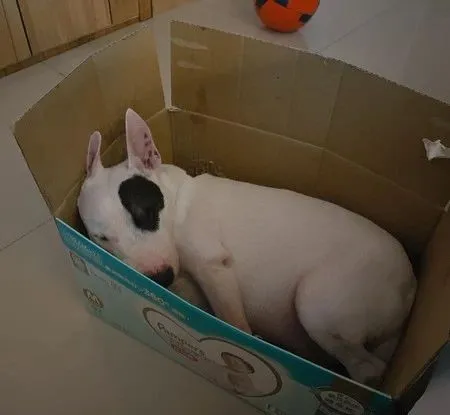 打雷轟隆隆!牛頭㹴害怕躲箱子,暖弟溫馨緊抱:我保護你 打雷轟隆隆!牛頭㹴害怕躲箱子,暖弟溫馨緊抱:我保護你