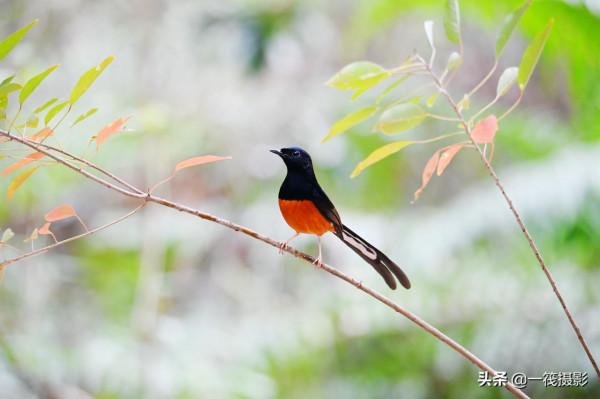 樂不思蜀的候鳥——白腰鵲鴝