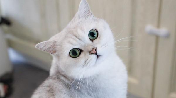 飼養攻略|英短銀漸層怎麼養? 飼養攻略|英短銀漸層怎麼養?