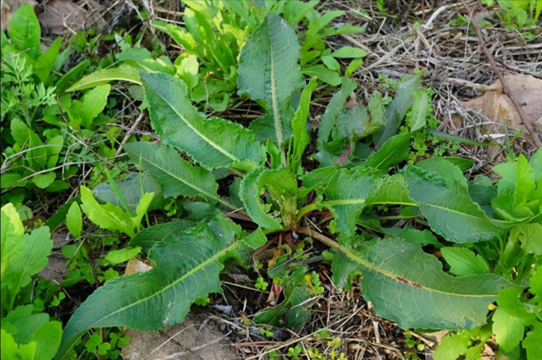 農村稱為野菠菜,昔日用來喂牲畜,如今一斤賣30,見到別錯過 農村稱為野菠菜,昔日用來喂牲畜,如今一斤賣30,見到別錯過