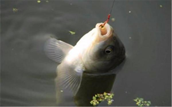 野釣時，你得會看水色，因為不同顏色的水，對應不同的魚