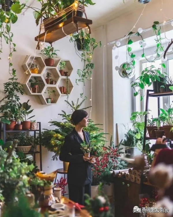 被疫情困太久，歐美年輕人開始瘋狂囤積綠植，借錢都要買？