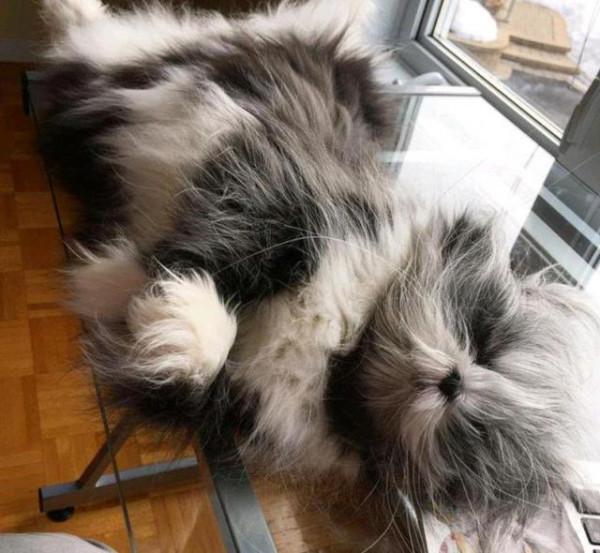 我尋思一隻貓能有多“潦草”，直到我看到了這隻貓