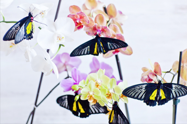 適合客廳養的5種漂亮花,喜慶大氣又吉祥,幸福感滿滿 適合客廳養的5種漂亮花,喜慶大氣又吉祥,幸福感滿滿