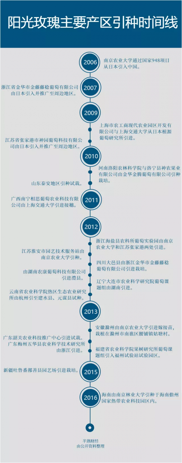 陽光玫瑰的喜與憂:“千年等一回”的葡萄,能火過三年嗎? 陽光玫瑰的喜與憂:“千年等一回”的葡萄,能火過三年嗎?