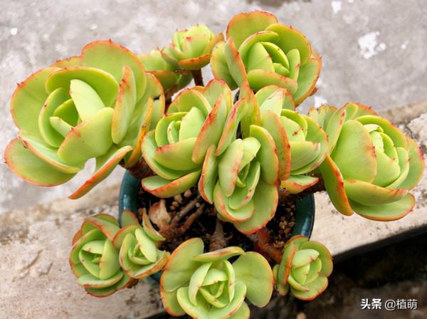 養碧桃,就要持續露養,才能收穫碧桃帶來的驚喜 養碧桃,就要持續露養,才能收穫碧桃帶來的驚喜