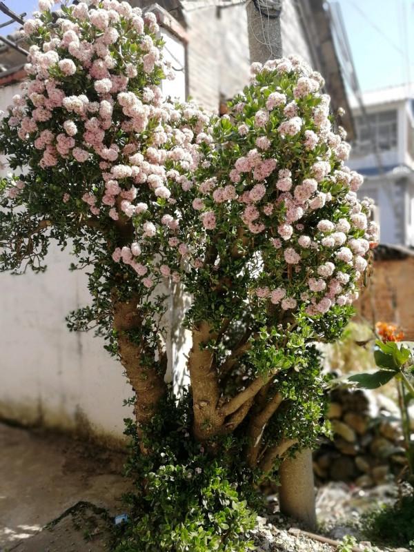 玉樹葉子發黃的原因有這5點，合理養護可使其葉子綠得油光發亮