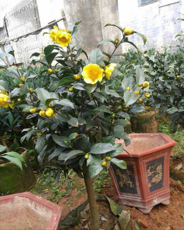 8種“貴族花”，實在太奢侈，動輒上千元，家裡有礦才敢買