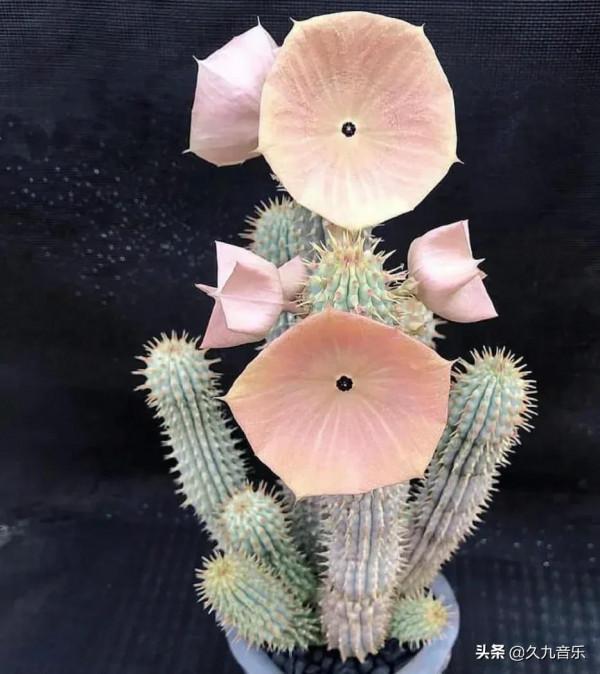 自然界中的奇花異草，看看你見過幾種？