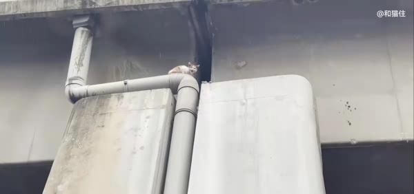 “90後”小夥辭職成為“貓咪消防員”,救了上千只貓,全網粉絲超千萬 “90後”小夥辭職成為“貓咪消防員”,救了上千只貓,全網粉絲超千萬