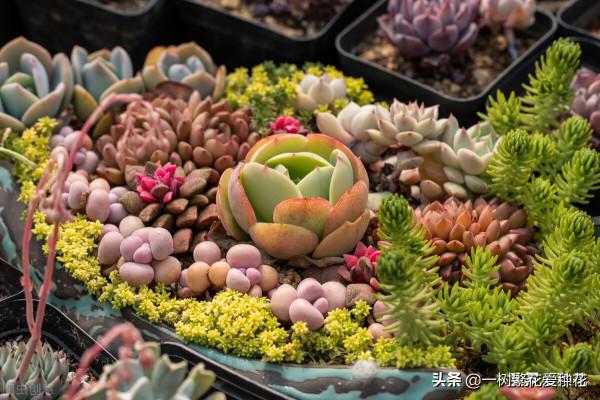 多肉常見問題：化水、黑腐、病蟲害，大家發圖，我來診斷和治療