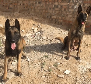 “把主人的命令當聖旨”的幾種狗，你更喜歡哪一種？