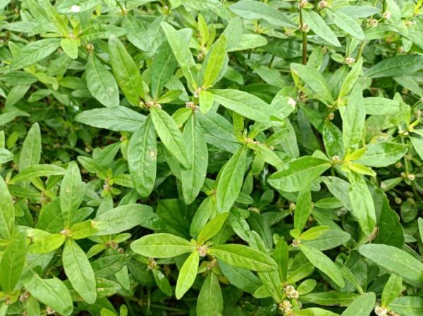 霜降將至，農村人隔三差五吃這3種野菜，好吃又防病，身體更健康