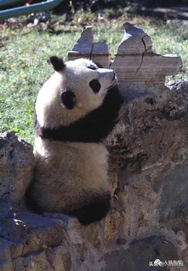 太可愛了吧！《人民畫報》裡的大熊貓檔案