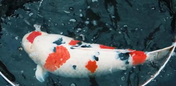 日本人有多痴迷錦鯉?一條錦鯉能賣1300萬,幾代人花心血培養 日本人有多痴迷錦鯉?一條錦鯉能賣1300萬,幾代人花心血培養