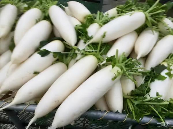 冬天吃什麼蔬菜、水果比較好?要想冬季養生,不妨來看看 冬天吃什麼蔬菜、水果比較好?要想冬季養生,不妨來看看