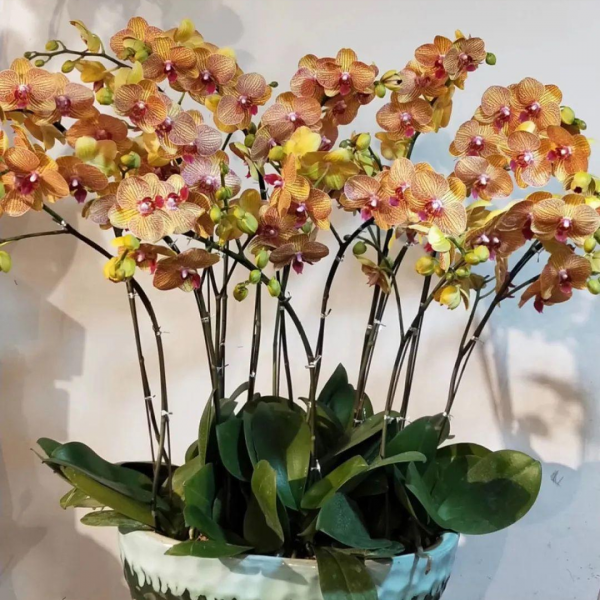 5種“漂亮花”，冬天價值大，趕快帶回家，花枝招展“好兆頭”