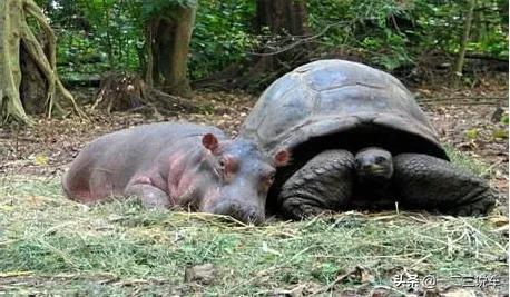 1歲河馬與130歲烏龜的&quot&semi;忘年交&quot&semi;