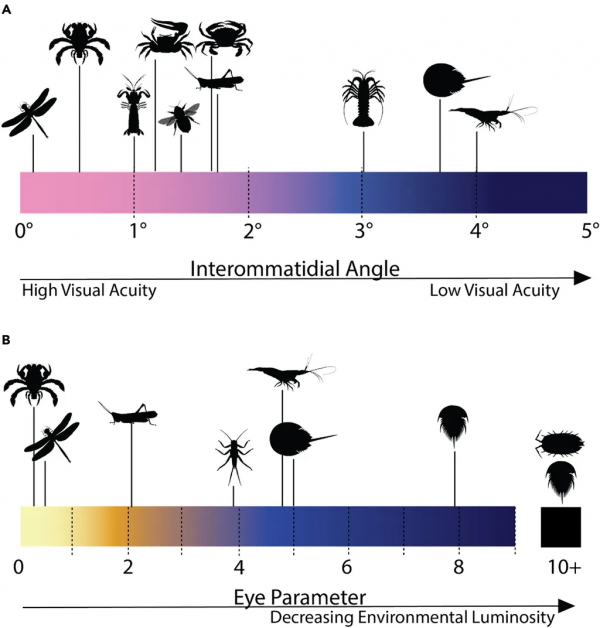 古生物迷惑麗魔蟹的深入研究：眼睛佔比高達16%