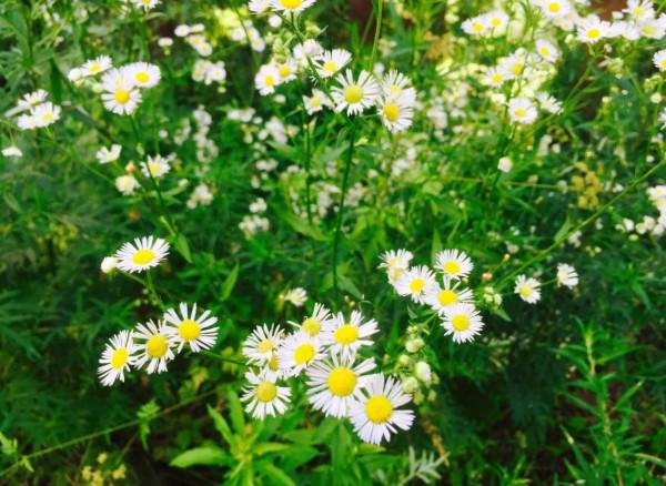 四川“荒廢”景點，人少涼快，成避暑佳地，成都人：去過還想去