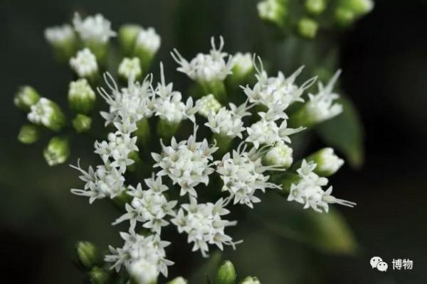 螺絲菜的“螺紋”是人工扭的嗎? 螺絲菜的“螺紋”是人工扭的嗎?