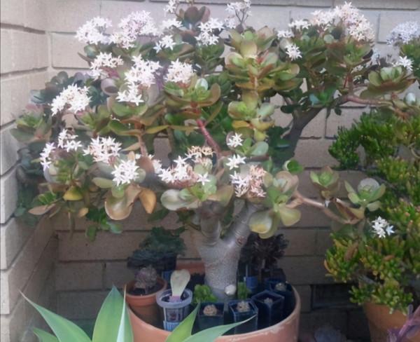 張大爺養的玉樹，二三年全都成老樁，有些還開出漂亮的花，值錢了