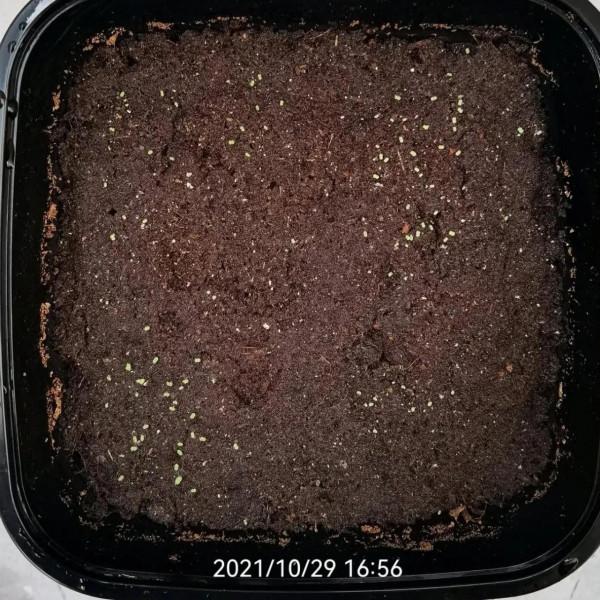 播種——第六天 播種——第六天