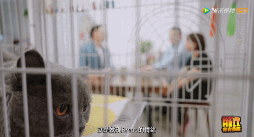 謝霆鋒不當廚子竟跑去撩她?網友直呼:啥都幹,就是不拍電影 謝霆鋒不當廚子竟跑去撩她?網友直呼:啥都幹,就是不拍電影