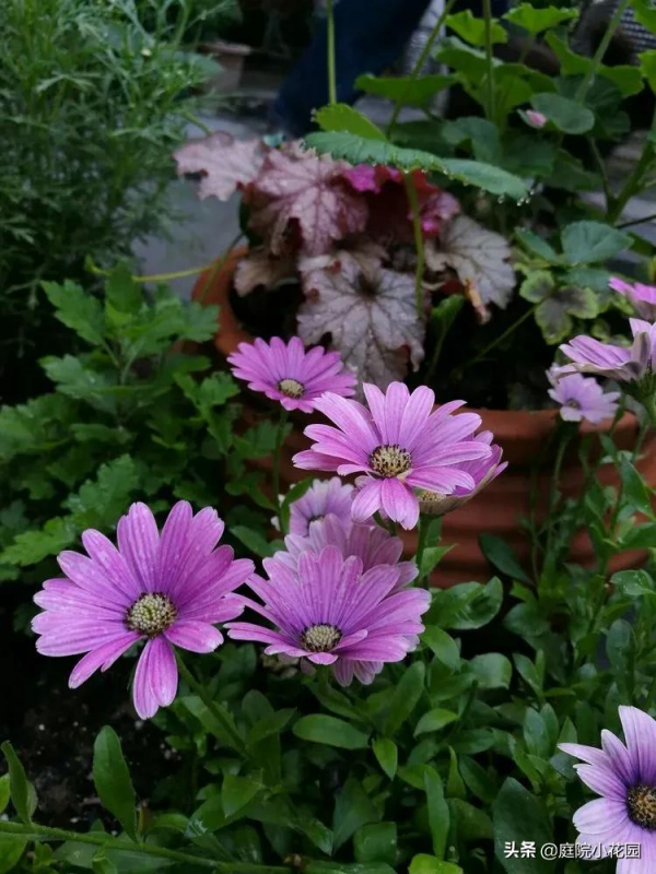 這樣的小院就是我夢想中的花園