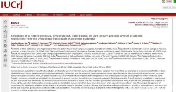 蟑螂奶科普!營養價值超高,你敢喝嗎?(圖片純淨版) 蟑螂奶科普!營養價值超高,你敢喝嗎?(圖片純淨版)