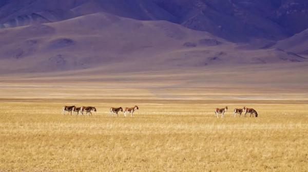 穿越西藏阿里中線,地上只有車轍印,這種路就是轎車能力的極限 穿越西藏阿里中線,地上只有車轍印,這種路就是轎車能力的極限