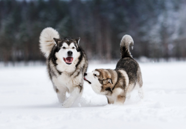 狗狗“費錢”排行榜：這幾種狗狗，花錢的領域都不同