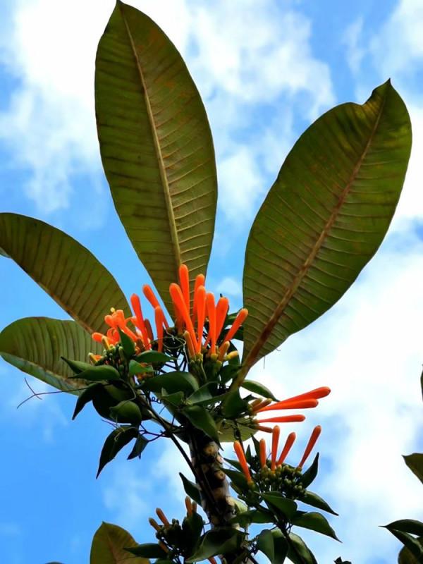 北海散記之花卉篇（下）